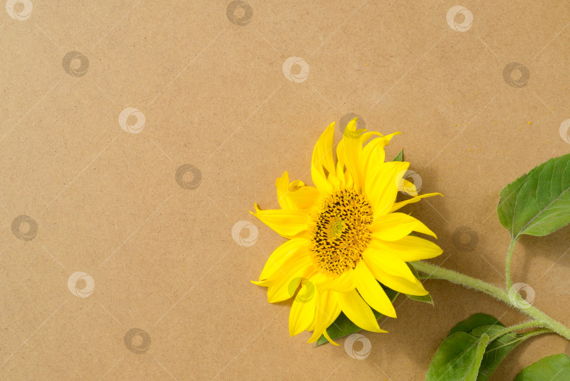 Скачать Красивый цветущий подсолнух на фоне экологически чистой крафтовой бумаги или картона, место для текста фотосток Ozero