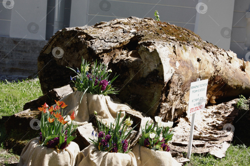 Скачать Елагин остров фотосток Ozero