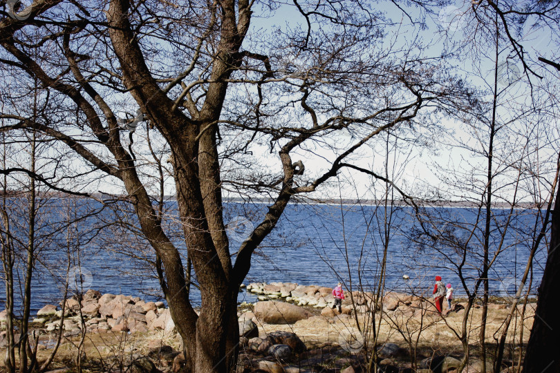 Скачать Парк Монрепо фотосток Ozero