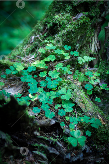 Скачать Листья клевера, растущие внутри коряги, избирательный фокус фотосток Ozero