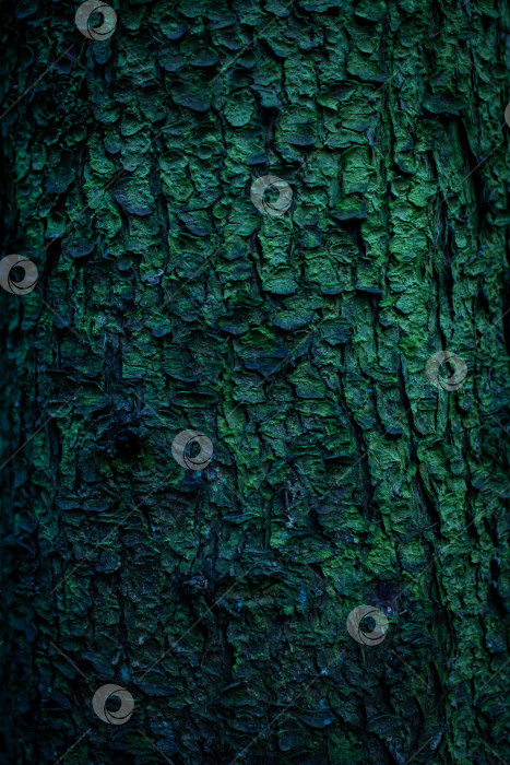 Скачать Зелено-коричневая кора дерева со мхом, текстура коры крупным планом фотосток Ozero