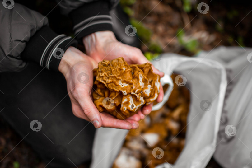Скачать Большой съедобный гриб в руках мужчины, вид сверху фотосток Ozero