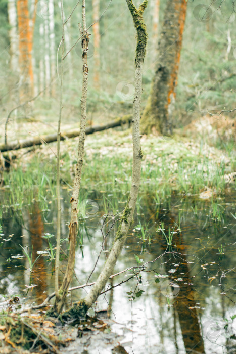 Скачать Молодое дерево в лесу у ручья, лесной пейзаж фотосток Ozero