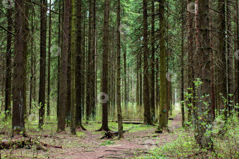 Скачать Ландшафт хвойного леса, выборочный фокус фотосток Ozero