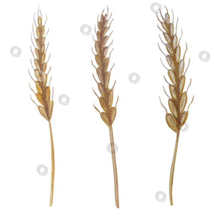 Скачать Коллекция осенних элементов. Осенние композиции с тыквами, кленовыми листьями, подсолнухом, рожью. Акварельная иллюстрация дня благодарения за урожай. Иллюстрации ручной росписи для дизайна, полиграфии, Хэллоуина, дня благодарения, социальных сетей. фотосток Ozero