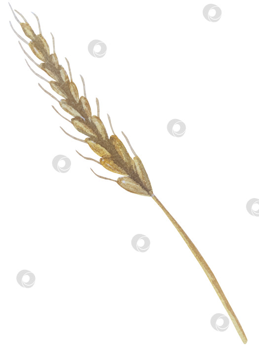 Скачать Коллекция осенних элементов. Осенние композиции с тыквами, кленовыми листьями, подсолнухом, рожью. Акварельная иллюстрация дня благодарения за урожай. Иллюстрации ручной росписи для дизайна, полиграфии, Хэллоуина, дня благодарения, социальных сетей. фотосток Ozero