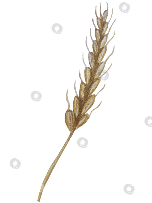 Скачать Коллекция осенних элементов. Осенние композиции с тыквами, кленовыми листьями, подсолнухом, рожью. Акварельная иллюстрация дня благодарения за урожай. Иллюстрации ручной росписи для дизайна, полиграфии, Хэллоуина, дня благодарения, социальных сетей. фотосток Ozero