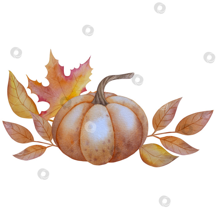 Скачать Коллекция осенних элементов. Осенние композиции с тыквами, кленовыми листьями, подсолнухом, рожью. Акварельная иллюстрация дня благодарения за урожай. Иллюстрации ручной росписи для дизайна, полиграфии, Хэллоуина, дня благодарения, социальных сетей. фотосток Ozero
