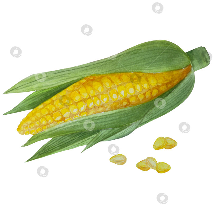 Скачать Коллекция осенних элементов. Осенние композиции с тыквами, кленовыми листьями, подсолнухом, рожью. Акварельная иллюстрация дня благодарения за урожай. Иллюстрации ручной росписи для дизайна, полиграфии, Хэллоуина, дня благодарения, социальных сетей. фотосток Ozero