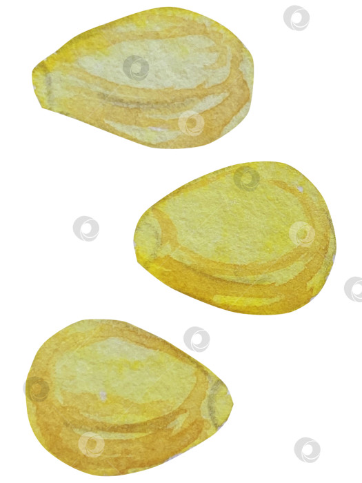 Скачать Коллекция осенних элементов. Осенние композиции с тыквами, кленовыми листьями, подсолнухом, рожью. Акварельная иллюстрация дня благодарения за урожай. Иллюстрации ручной росписи для дизайна, полиграфии, Хэллоуина, дня благодарения, социальных сетей. фотосток Ozero