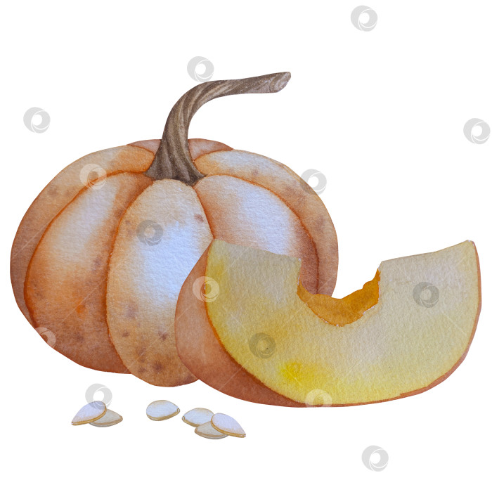 Скачать Коллекция осенних элементов. Осенние композиции с тыквами, кленовыми листьями, подсолнухом, рожью. Акварельная иллюстрация дня благодарения за урожай. Иллюстрации ручной росписи для дизайна, полиграфии, Хэллоуина, дня благодарения, социальных сетей. фотосток Ozero