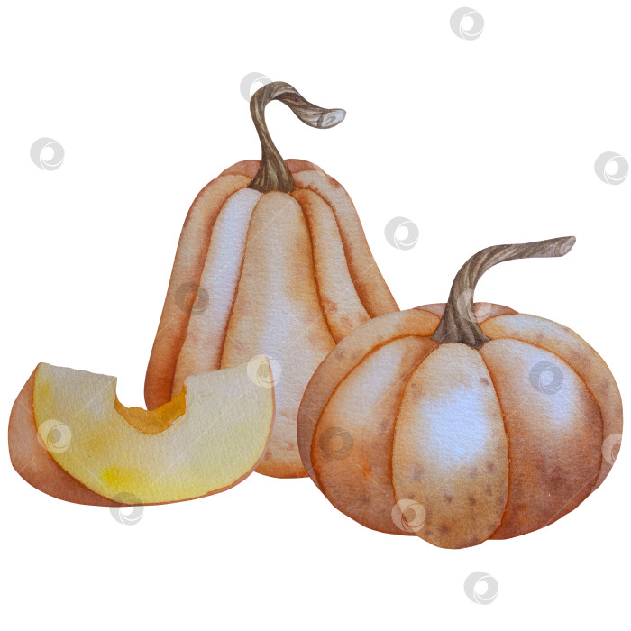 Скачать Коллекция осенних элементов. Осенние композиции с тыквами, кленовыми листьями, подсолнухом, рожью. Акварельная иллюстрация дня благодарения за урожай. Иллюстрации ручной росписи для дизайна, полиграфии, Хэллоуина, дня благодарения, социальных сетей. фотосток Ozero