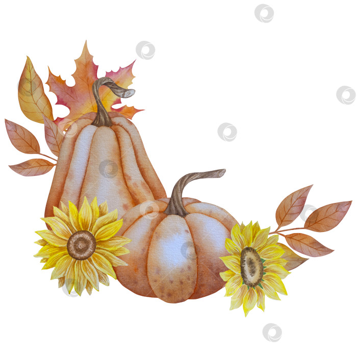Скачать Коллекция осенних элементов. Осенние композиции с тыквами, кленовыми листьями, подсолнухом, рожью. Акварельная иллюстрация дня благодарения за урожай. Иллюстрации ручной росписи для дизайна, полиграфии, Хэллоуина, дня благодарения, социальных сетей. фотосток Ozero