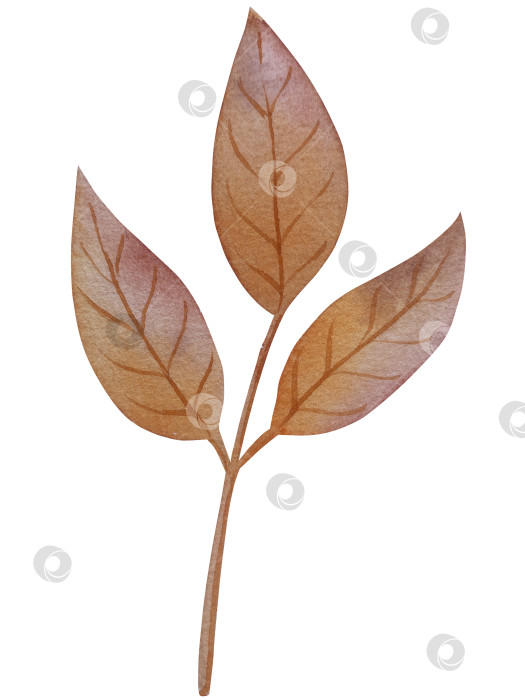 Скачать Коллекция осенних элементов. Осенние композиции с тыквами, кленовыми листьями, подсолнухом, рожью. Акварельная иллюстрация дня благодарения за урожай. Иллюстрации ручной росписи для дизайна, полиграфии, Хэллоуина, дня благодарения, социальных сетей. фотосток Ozero