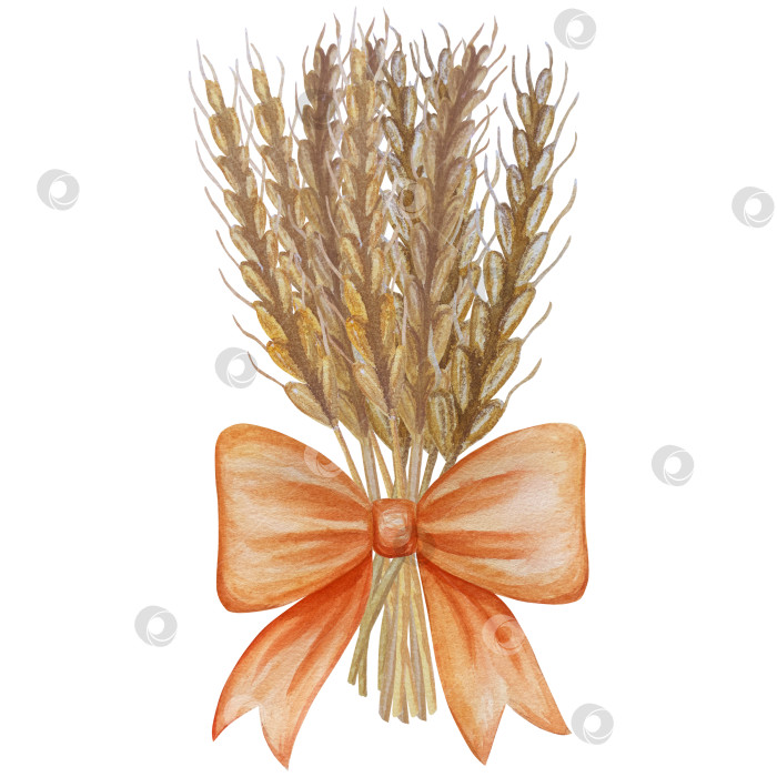 Скачать Коллекция осенних элементов. Осенние композиции с тыквами, кленовыми листьями, подсолнухом, рожью. Акварельная иллюстрация дня благодарения за урожай. Иллюстрации ручной росписи для дизайна, полиграфии, Хэллоуина, дня благодарения, социальных сетей. фотосток Ozero