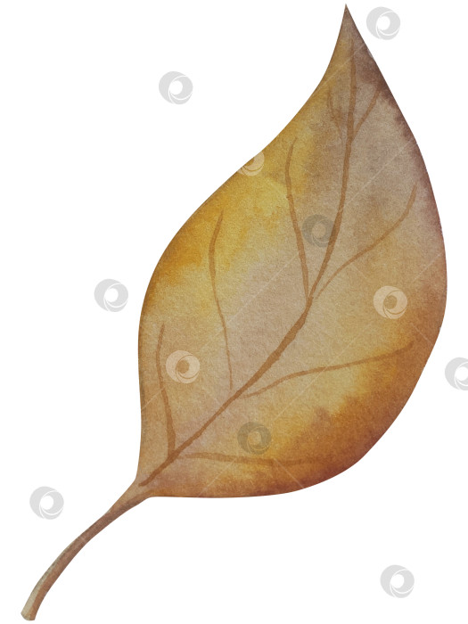 Скачать Коллекция осенних элементов. Осенние композиции с тыквами, кленовыми листьями, подсолнухом, рожью. Акварельная иллюстрация дня благодарения за урожай. Иллюстрации ручной росписи для дизайна, полиграфии, Хэллоуина, дня благодарения, социальных сетей. фотосток Ozero