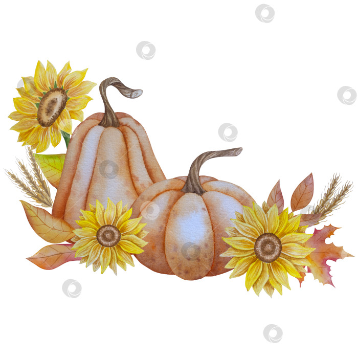 Скачать Коллекция осенних элементов. Осенние композиции с тыквами, кленовыми листьями, подсолнухом, рожью. Акварельная иллюстрация дня благодарения за урожай. Иллюстрации ручной росписи для дизайна, полиграфии, Хэллоуина, дня благодарения, социальных сетей. фотосток Ozero