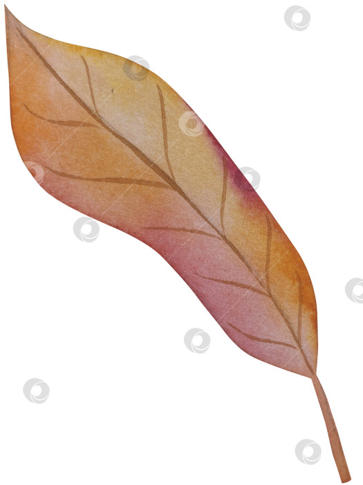 Скачать Коллекция осенних элементов. Осенние композиции с тыквами, кленовыми листьями, подсолнухом, рожью. Акварельная иллюстрация дня благодарения за урожай. Иллюстрации ручной росписи для дизайна, полиграфии, Хэллоуина, дня благодарения, социальных сетей. фотосток Ozero