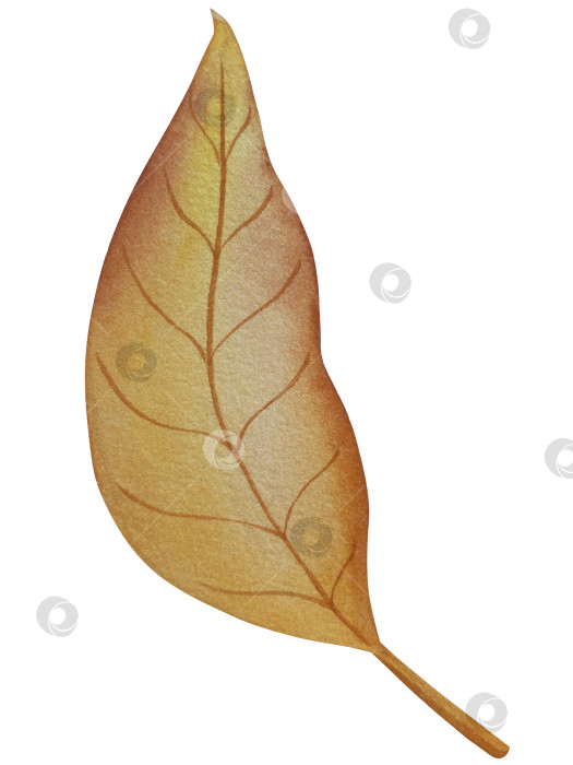 Скачать Коллекция осенних элементов. Осенние композиции с тыквами, кленовыми листьями, подсолнухом, рожью. Акварельная иллюстрация дня благодарения за урожай. Иллюстрации ручной росписи для дизайна, полиграфии, Хэллоуина, дня благодарения, социальных сетей. фотосток Ozero