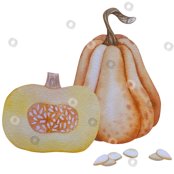 Скачать Коллекция осенних элементов. Осенние композиции с тыквами, кленовыми листьями, подсолнухом, рожью. Акварельная иллюстрация дня благодарения за урожай. Иллюстрации ручной росписи для дизайна, полиграфии, Хэллоуина, дня благодарения, социальных сетей. фотосток Ozero