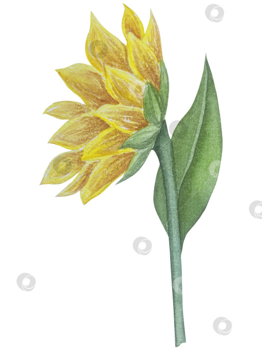 Скачать Коллекция осенних элементов. Осенние композиции с тыквами, кленовыми листьями, подсолнухом, рожью. Акварельная иллюстрация дня благодарения за урожай. Иллюстрации ручной росписи для дизайна, полиграфии, Хэллоуина, дня благодарения, социальных сетей. фотосток Ozero