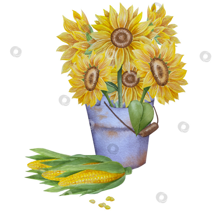 Скачать Коллекция осенних элементов. Осенние композиции с тыквами, кленовыми листьями, подсолнухом, рожью. Акварельная иллюстрация дня благодарения за урожай. Иллюстрации ручной росписи для дизайна, полиграфии, Хэллоуина, дня благодарения, социальных сетей. фотосток Ozero