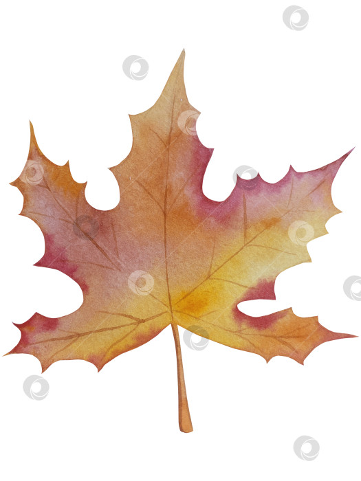 Скачать Коллекция осенних элементов. Осенние композиции с тыквами, кленовыми листьями, подсолнухом, рожью. Акварельная иллюстрация дня благодарения за урожай. Иллюстрации ручной росписи для дизайна, полиграфии, Хэллоуина, дня благодарения, социальных сетей. фотосток Ozero