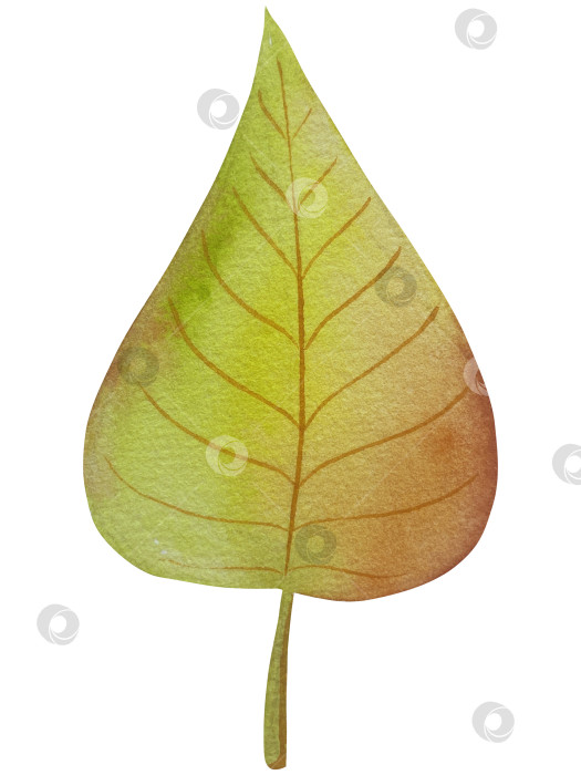 Скачать Коллекция осенних элементов. Осенние композиции с тыквами, кленовыми листьями, подсолнухом, рожью. Акварельная иллюстрация дня благодарения за урожай. Иллюстрации ручной росписи для дизайна, полиграфии, Хэллоуина, дня благодарения, социальных сетей. фотосток Ozero