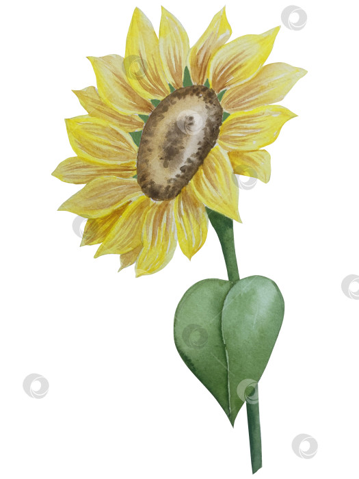 Скачать Коллекция осенних элементов. Осенние композиции с тыквами, кленовыми листьями, подсолнухом, рожью. Акварельная иллюстрация дня благодарения за урожай. Иллюстрации ручной росписи для дизайна, полиграфии, Хэллоуина, дня благодарения, социальных сетей. фотосток Ozero