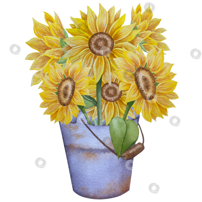 Скачать Коллекция осенних элементов. Осенние композиции с тыквами, кленовыми листьями, подсолнухом, рожью. Акварельная иллюстрация дня благодарения за урожай. Иллюстрации ручной росписи для дизайна, полиграфии, Хэллоуина, дня благодарения, социальных сетей. фотосток Ozero