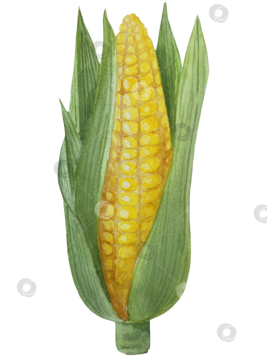 Скачать Коллекция осенних элементов. Осенние композиции с тыквами, кленовыми листьями, подсолнухом, рожью. Акварельная иллюстрация дня благодарения за урожай. Иллюстрации ручной росписи для дизайна, полиграфии, Хэллоуина, дня благодарения, социальных сетей. фотосток Ozero