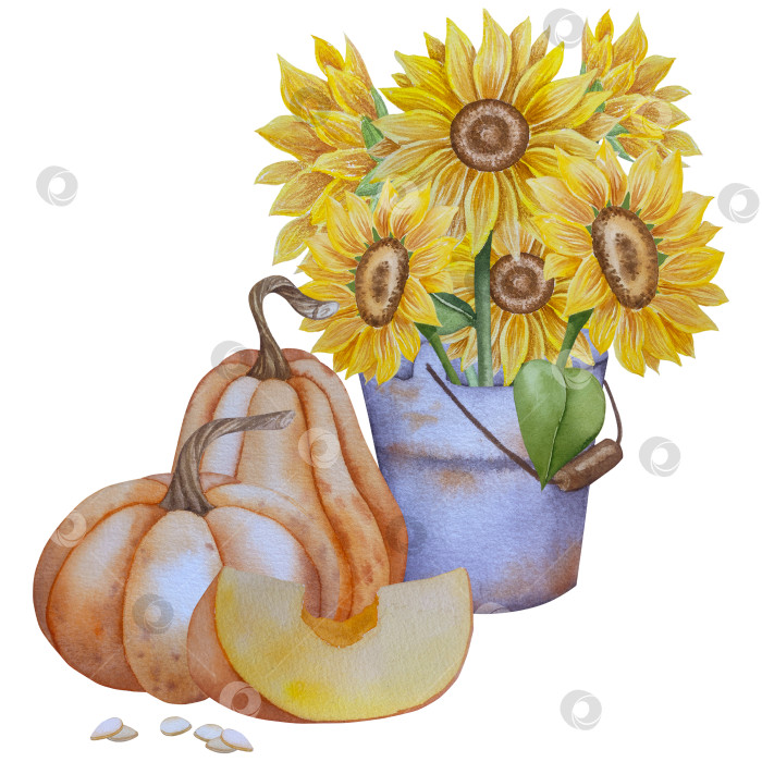 Скачать Коллекция осенних элементов. Осенние композиции с тыквами, кленовыми листьями, подсолнухом, рожью. Акварельная иллюстрация дня благодарения за урожай. Иллюстрации ручной росписи для дизайна, полиграфии, Хэллоуина, дня благодарения, социальных сетей. фотосток Ozero