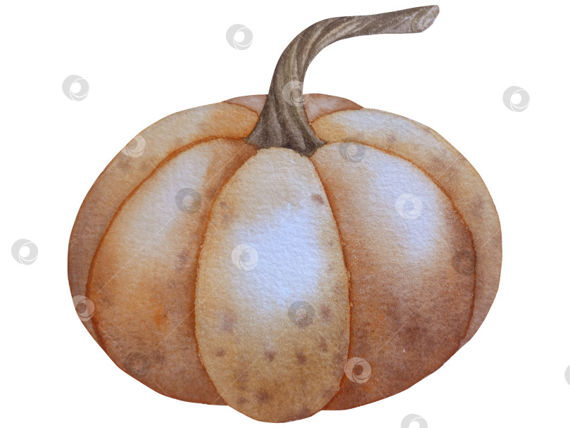 Скачать Коллекция осенних элементов. Осенние композиции с тыквами, кленовыми листьями, подсолнухом, рожью. Акварельная иллюстрация дня благодарения за урожай. Иллюстрации ручной росписи для дизайна, полиграфии, Хэллоуина, дня благодарения, социальных сетей. фотосток Ozero