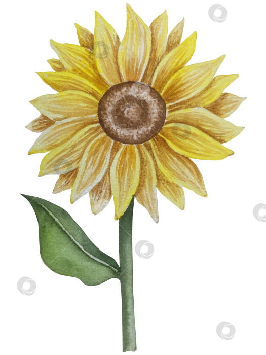 Скачать Коллекция осенних элементов. Осенние композиции с тыквами, кленовыми листьями, подсолнухом, рожью. Акварельная иллюстрация дня благодарения за урожай. Иллюстрации ручной росписи для дизайна, полиграфии, Хэллоуина, дня благодарения, социальных сетей. фотосток Ozero