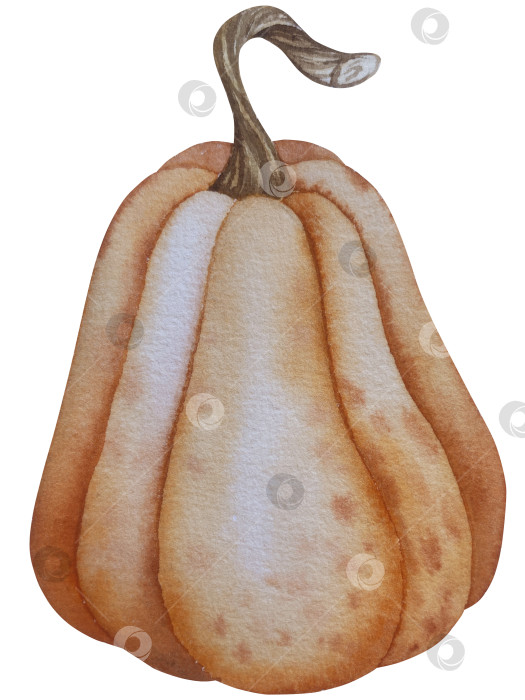 Скачать Коллекция осенних элементов. Осенние композиции с тыквами, кленовыми листьями, подсолнухом, рожью. Акварельная иллюстрация дня благодарения за урожай. Иллюстрации ручной росписи для дизайна, полиграфии, Хэллоуина, дня благодарения, социальных сетей. фотосток Ozero