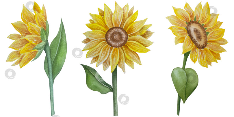 Скачать Коллекция осенних элементов. Осенние композиции с тыквами, кленовыми листьями, подсолнухом, рожью. Акварельная иллюстрация дня благодарения за урожай. Иллюстрации ручной росписи для дизайна, полиграфии, Хэллоуина, дня благодарения, социальных сетей. фотосток Ozero