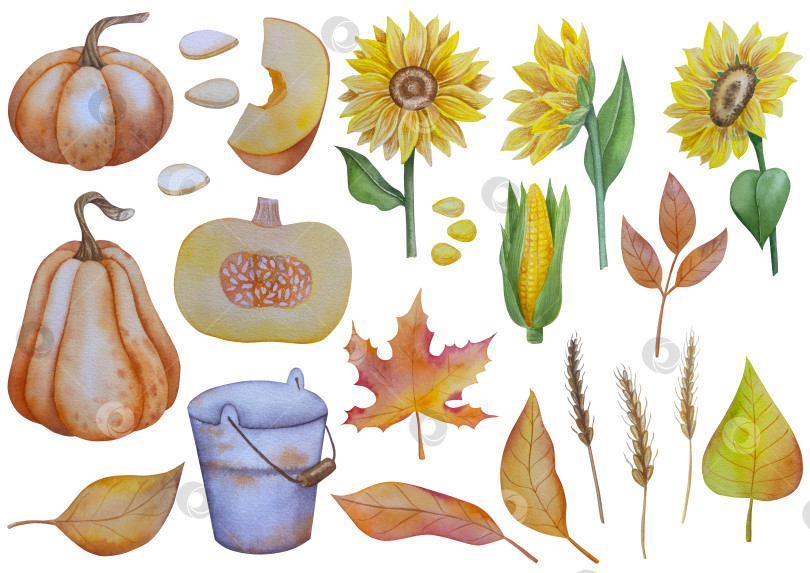 Скачать Коллекция осенних элементов. Осенние композиции с тыквами, кленовыми листьями, подсолнухом, рожью. Акварельная иллюстрация дня благодарения за урожай. Иллюстрации ручной росписи для дизайна, полиграфии, Хэллоуина, дня благодарения, социальных сетей. фотосток Ozero
