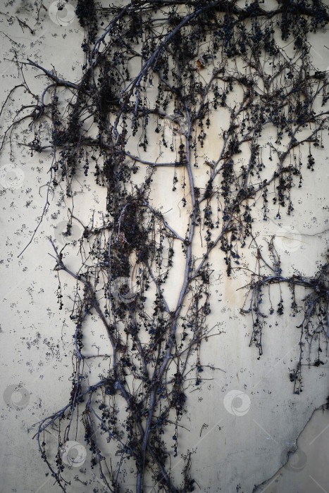 Скачать Высохшая виноградная лоза на старой фактурной стене фотосток Ozero