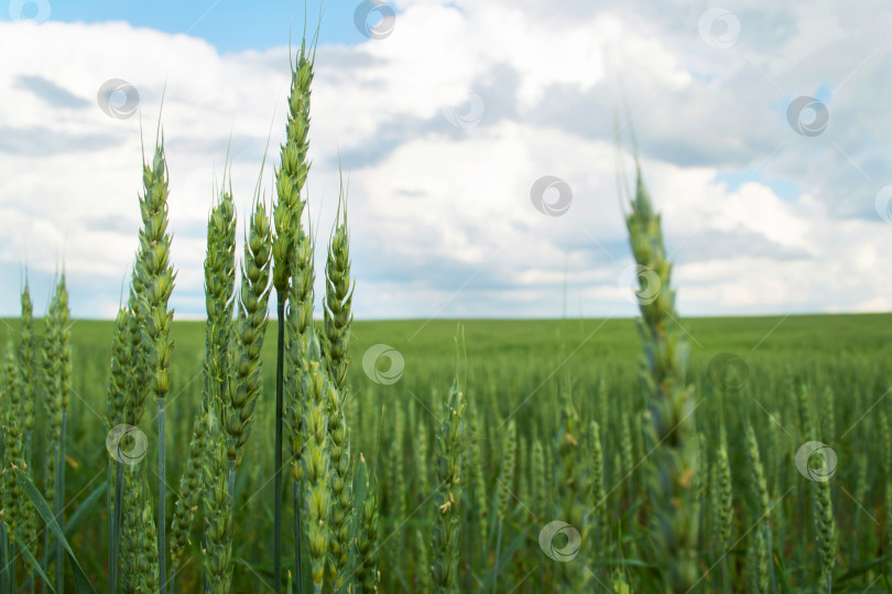 Скачать Поле зеленой пшеницы фотосток Ozero