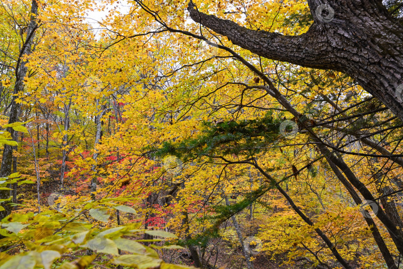 Скачать Осенний лес в Приморском крае, Россия, Дальний Восток, с золотыми листьями клена, ветвями дуба и вечнозеленой сосной, смешанный лесной массив, сезонная природа фотосток Ozero