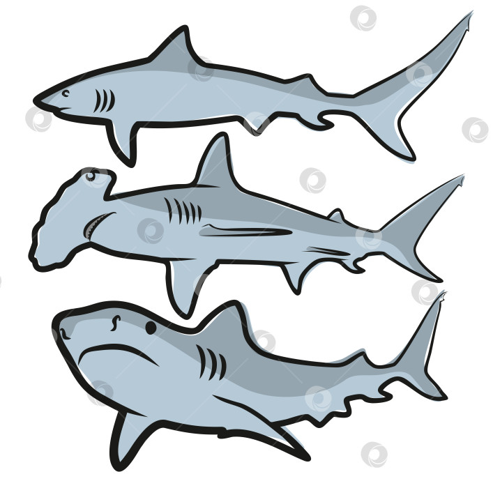 Скачать Рисунок больших акул. фотосток Ozero
