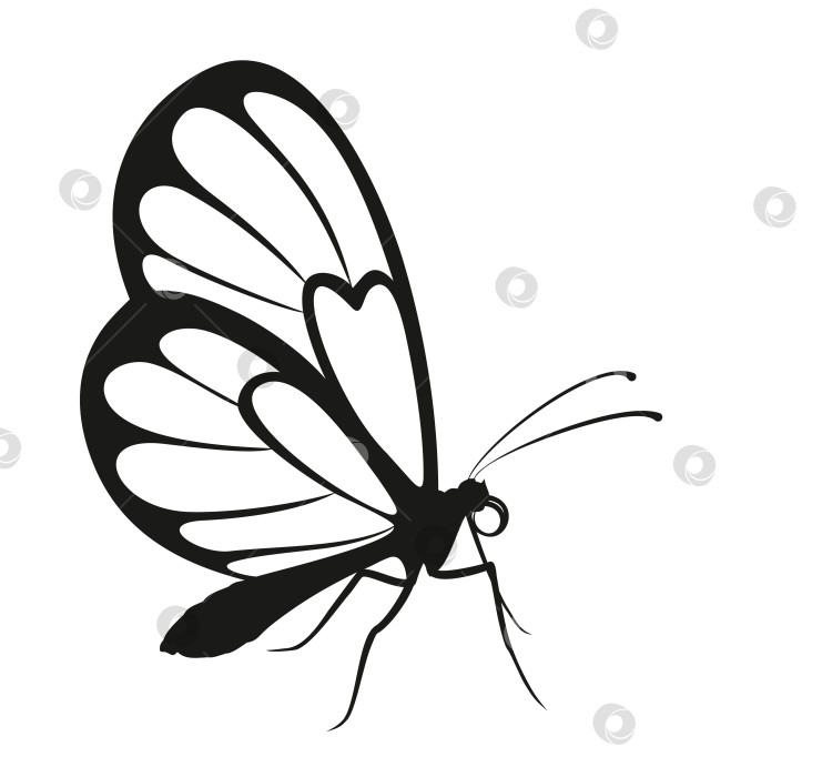 Скачать Силуэт бабочки. фотосток Ozero