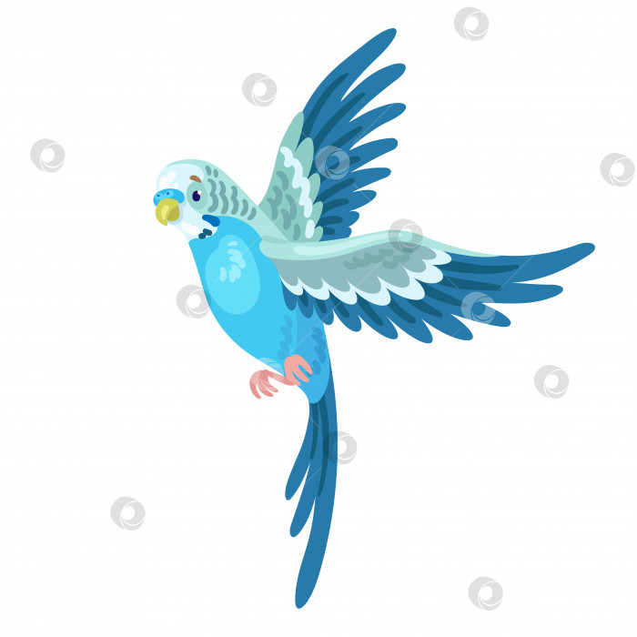 Скачать Один милый маленький голубой волнистый попугайчик летит. фотосток Ozero