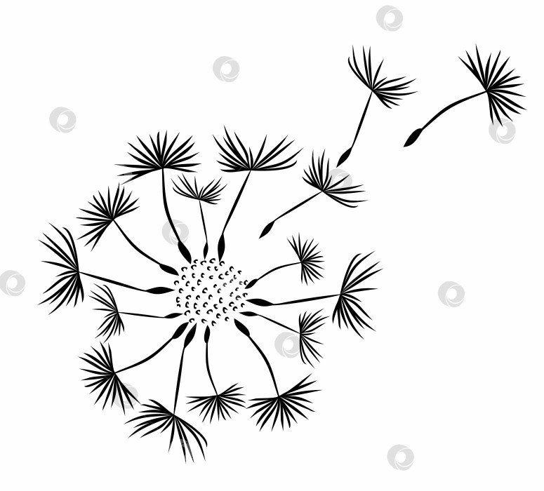 Скачать Цветок полевого одуванчика. фотосток Ozero