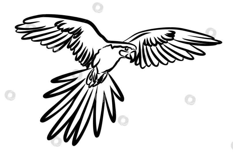 Скачать летающий попугай. фотосток Ozero