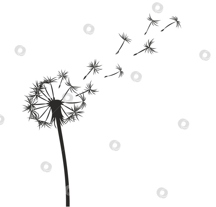 Скачать Цветок полевого одуванчика. фотосток Ozero