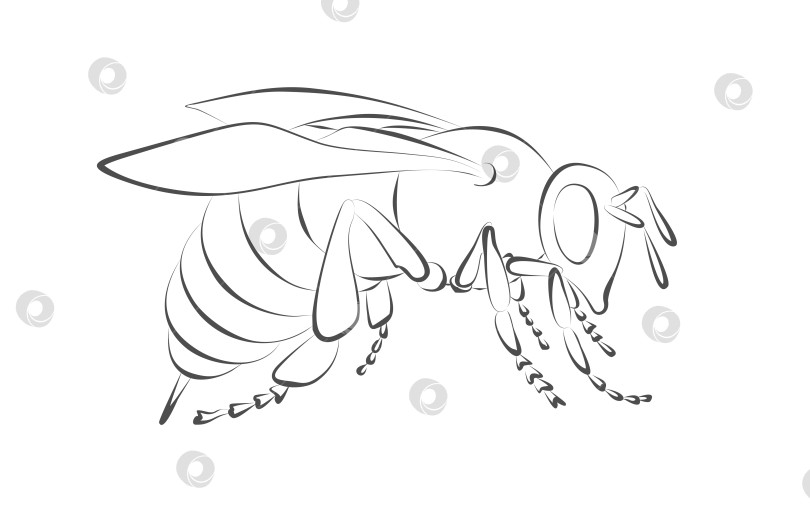 Скачать Набросок дикой пчелы. фотосток Ozero