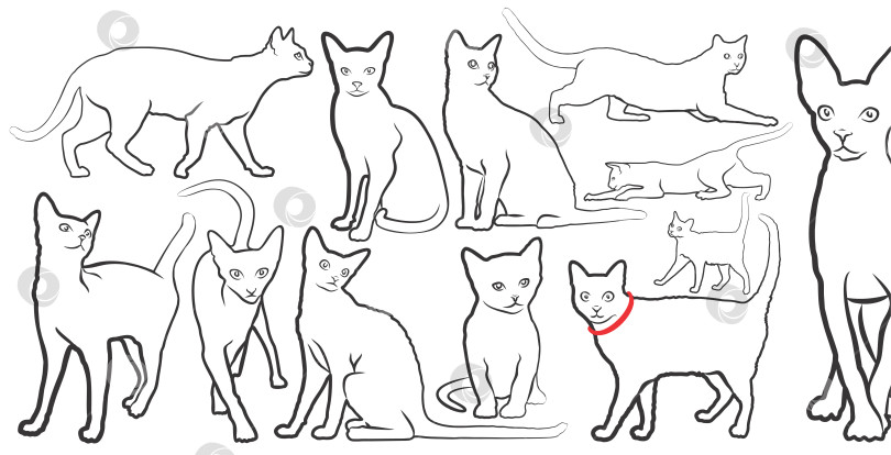 Скачать Набор набросков домашних кошек. фотосток Ozero