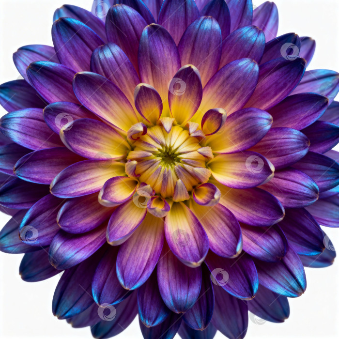 Скачать Яркий фиолетово-желтый цветок георгина в макростиле с каплями росы фотосток Ozero