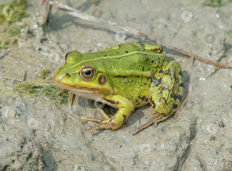 Скачать прудовая лягушка фотосток Ozero